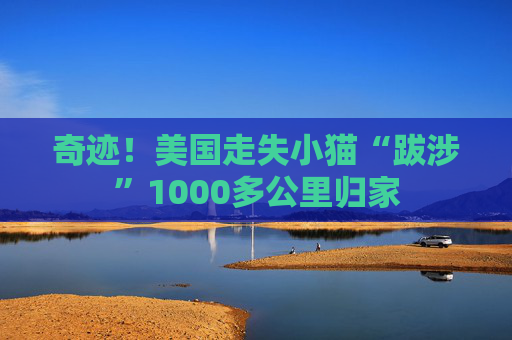 奇迹！美国走失小猫“跋涉”1000多公里归家