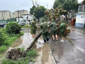 台风贝碧嘉登陆，上海多地树木被连根拔起